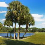 Pelican Pointe in Venice Lakes